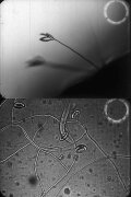 Predacious fungi