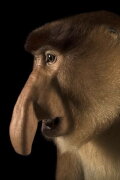 Clown of the Jungle: The Proboscis Monkey of Borneo