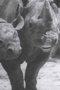 Speaking of Animals: In a Musical Way