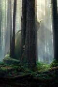 Pete's Dragon