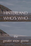 Hinterland Who's Who: The Greater Snow Goose