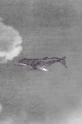 WWW {The Whale Who Wasn't}