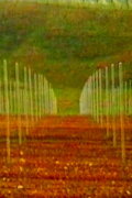 Vigneti