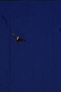 Flying Fish