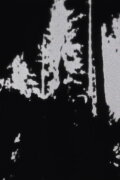 Treefall