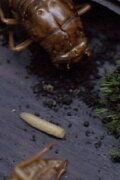 A Story Constructed of 17 Pieces of Space and 1 Maggot