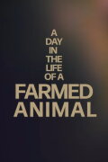A Day in the Life of a Farmed Animal