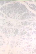Leafless