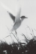 Inhabitants