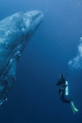 Whale Patrol