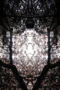 Concrescence
