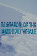 In Search of the Bowhead Whale