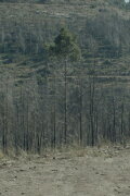 Pines