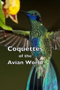 Coquettes of the Avian World