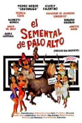 El semental de Palo Alto