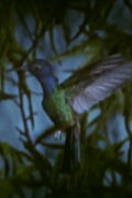 Technik des Vogelfluges