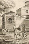 Night Falls on the Menagerie