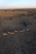 Antelopes