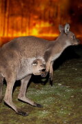Bushfire Animal Rescue