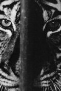 Marguerite Duras in the Lions' Den