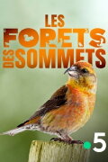 Les forêts des sommets