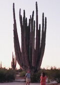 Cardón cardinal