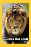 National Geographic : Trois lions dans la nuit