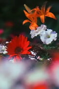 Fleurs