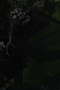 Lost Gardens