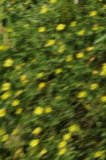 eye see flowers spinning