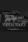 Verbena trágica