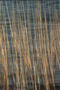 Bulrushes
