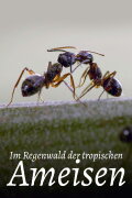 La Forêt des fourmis