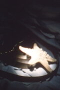 The Crown of Dreams