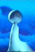 Inversion