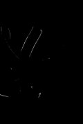 Scratch (Triptych 3)