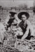In No One's Shadow: Filipinos in America