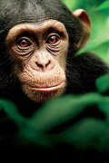 Chimpanzee