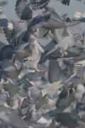 Million Dollar Pigeons
