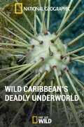 National Geographic: Caribbean's Deadly Underworld
