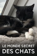 Das geheime Wesen der Katzen