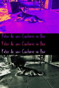 Pictures of a Dog at the Bar