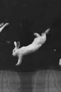 Rabbits