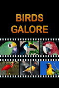 Birds Galore