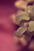 uchronia, no.1