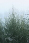 Wind