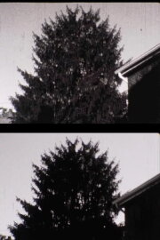 43 street Treelapse 43 street Treelapse