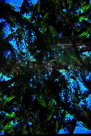 A Film Containing Trees