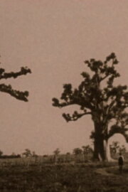 A Thousand Year Song of Baobab A Thousand Year Song of Baobab