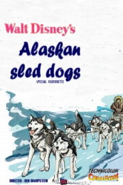 Alaskan Sled Dog Alaskan Sled Dog